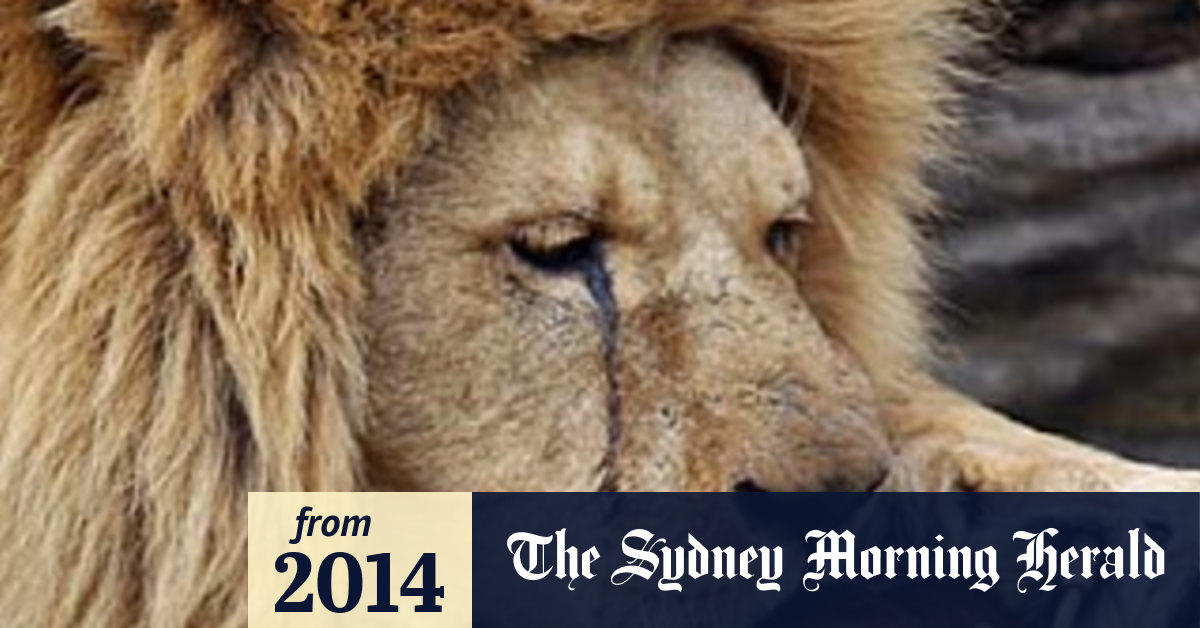 Zoo that killed giraffe Marius puts down four lions
